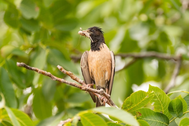 Розовый скворец Sturnus roseus сидит на ветке с насекомыми в клюве