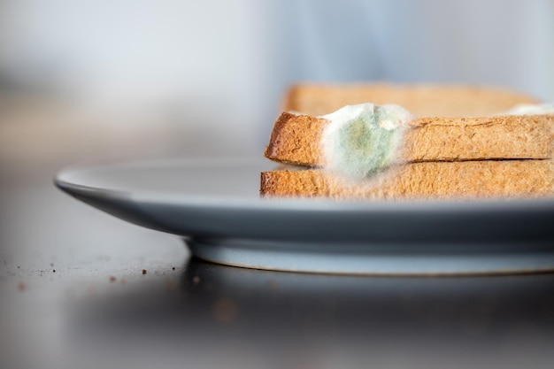 Rot voedsel Beschimmelde toastplakken op een bord
