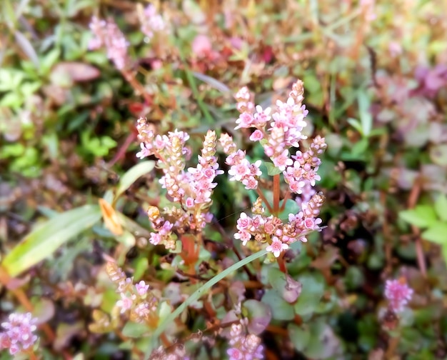 Rotala rotundifolia 꽃을 닫습니다.