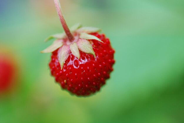 Rote reife susse kleine walderdbeere im garten oderwald