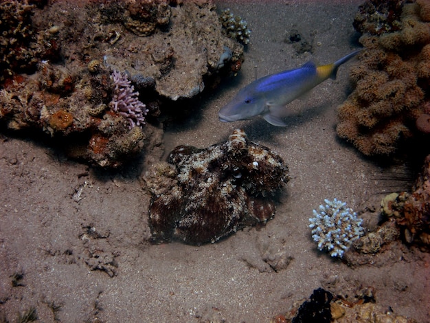 Rote riffkrake und blauer fisch am meeresgrund