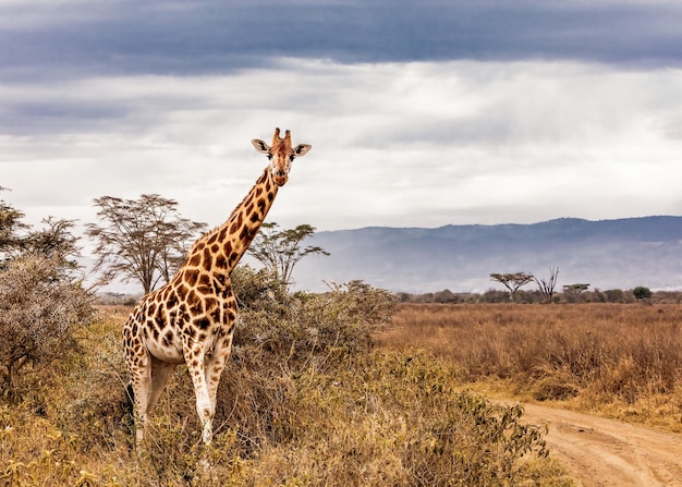 Жираф Ротшильда вдоль дороги в Кении, Африка