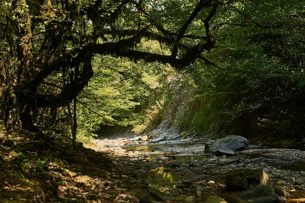 Rotsachtige bedding van een bergbeek in een kloof in een regenwoud