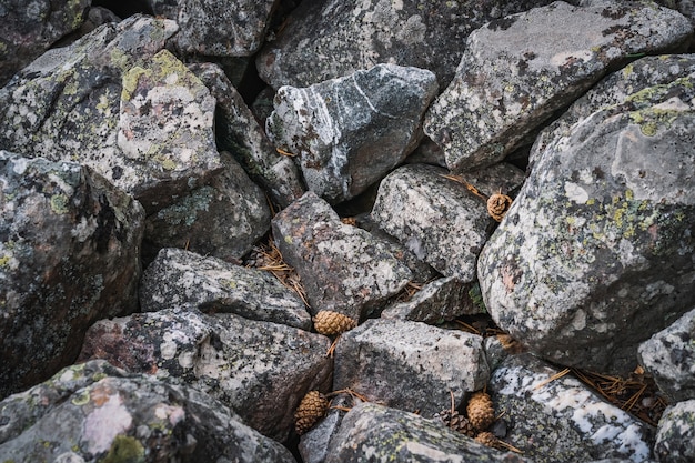 Rotsachtige grond van grote kwartsietstenen