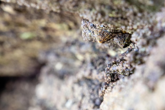 Rotsen aan de kust van Asturië waar kleine week- en schaaldieren groeien