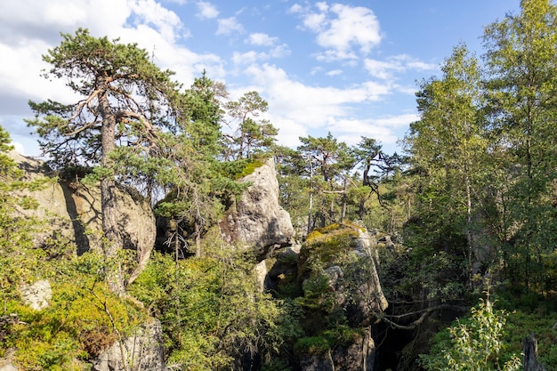 Rotsen bedekt met bomen landschap hoog in de bergen