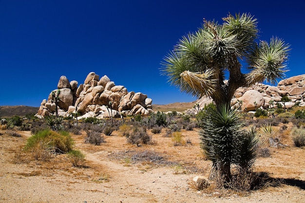 Foto rotsformaties in de woestijn