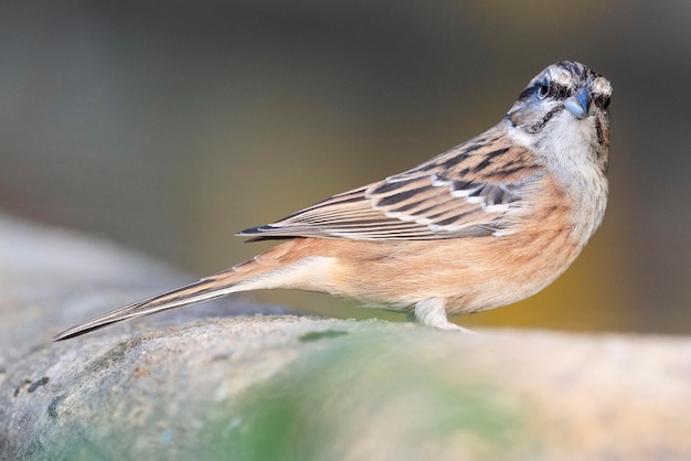 Rotsgors Emberiza cia Malaga Spanje