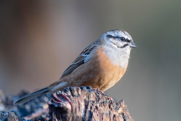 Rotsgors Emberiza cia Malaga Spanje