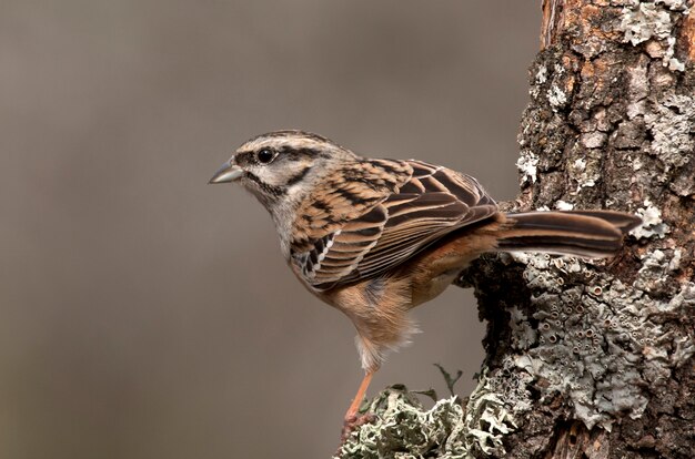 Rotsgors met de eerste lichten van de ochtend, vogels, Embriza cia