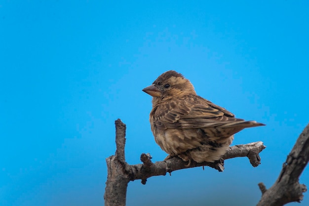 Rotsmus Petronia petronia Malaga Spanje