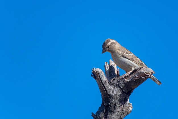 Rotsmus Petronia petronia Malaga Spanje