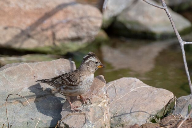 Rotsmus Petronia petronia Malaga Spanje