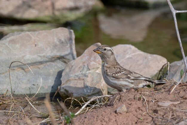 Rotsmus Petronia petronia Malaga Spanje