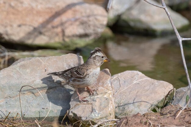 Rotsmus Petronia petronia Malaga Spanje
