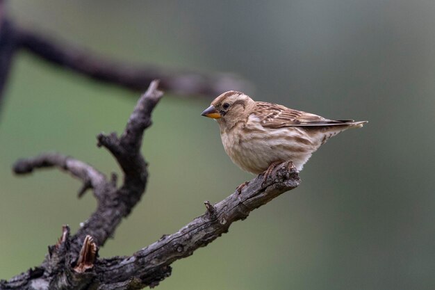 Rotsmus Petronia petronia Malaga Spanje