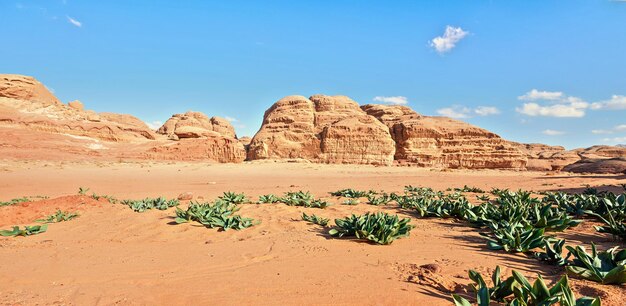 Rotsrotsformaties in de Wadi Rum-woestijn, felle zon schijnt op rood stof en rotsen, zeeschelpplanten (Drimia maritima) op de voorgrond, blauwe lucht erboven