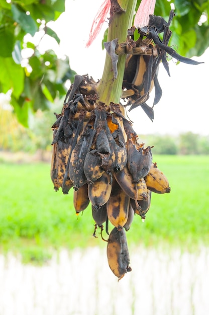 Rotte bananen die aan de boom hangen