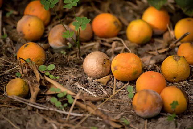 Rotte mandarijnen op droog gras