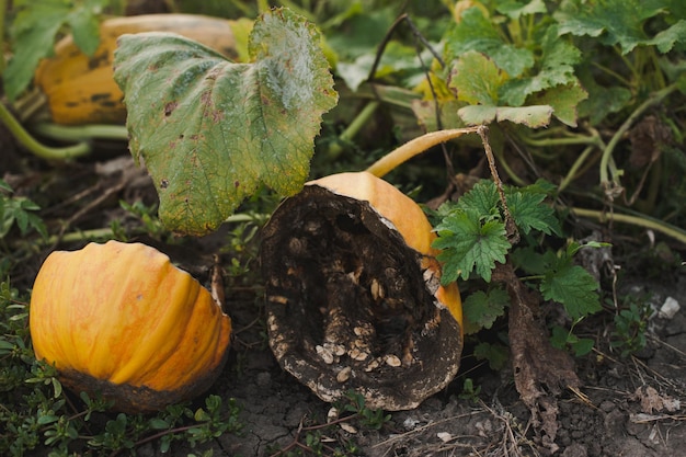 Rotte oranje pompoen in de tuin, rottende pompoen.