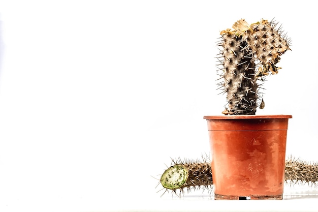Rotte Pachypodium-cactus in een pot die op een witte achtergrond wordt geïsoleerd
