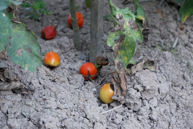 Foto rotte tomaten zieke tomaten met schimmel foto-illustratie voor het concept van landbouw mislukking