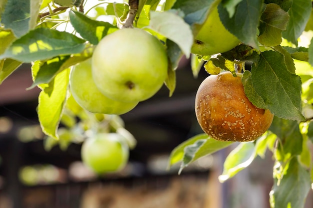 Гнилое яблоко на ветке яблони Яблоня, зараженная болезнью Apple Monilia Fructigena