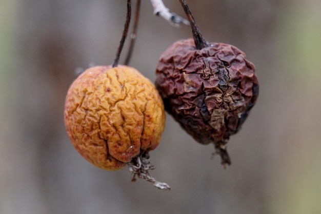 Rotten apple on branch Farming agriculture remedy for trees diseases concept