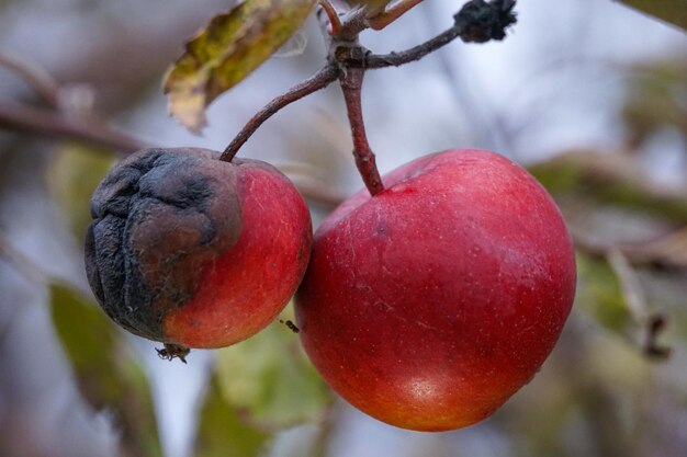 Rotten apple on branch Farming agriculture remedy for trees diseases concept