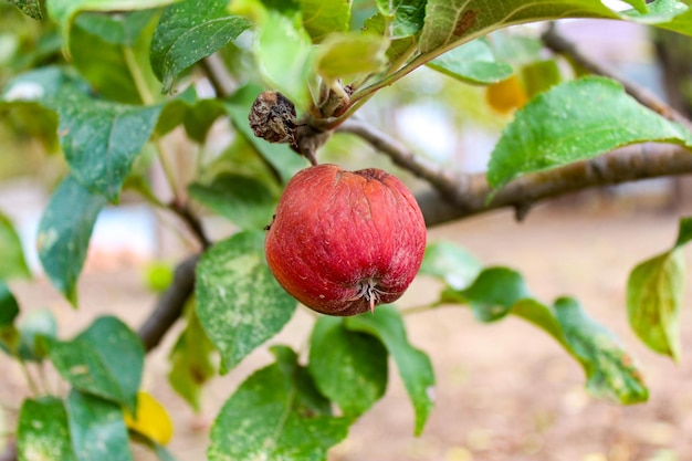 Rotten apple on a branch spoiled apple crop fruits infected\
with apple monilia fructigena