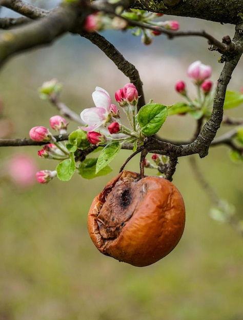 rotten apple and flowers on a twig in an orchard in spring new life concept