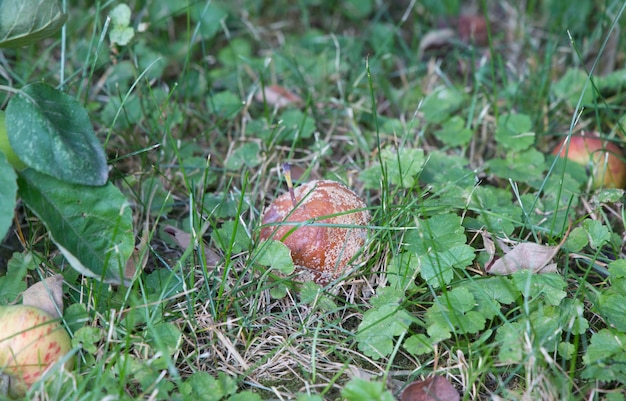 緑の草の上の腐ったリンゴ