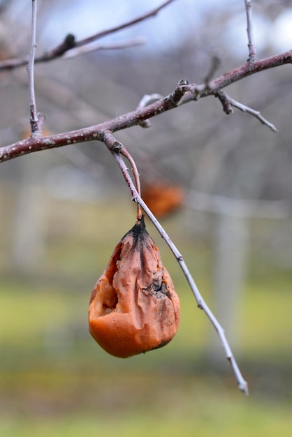 Photo rotten apple in a tree