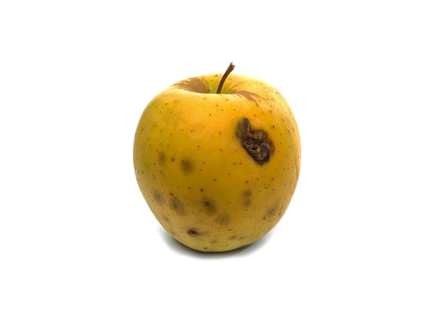 Rotten apple on white background