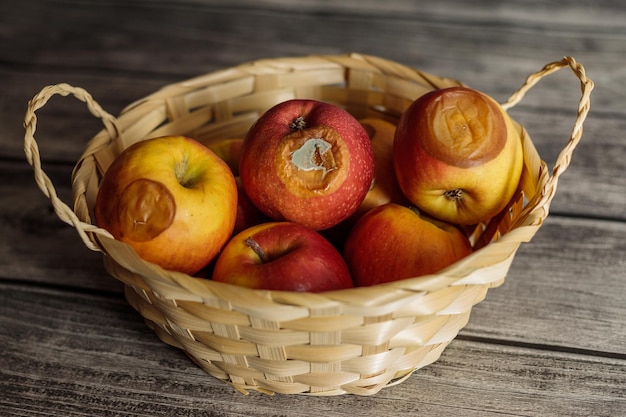 Rotten apples in the basket Bad harvest Hunger