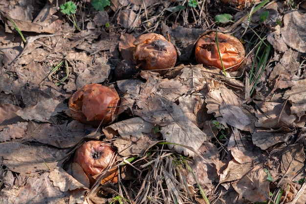 Rotten apples in the garden