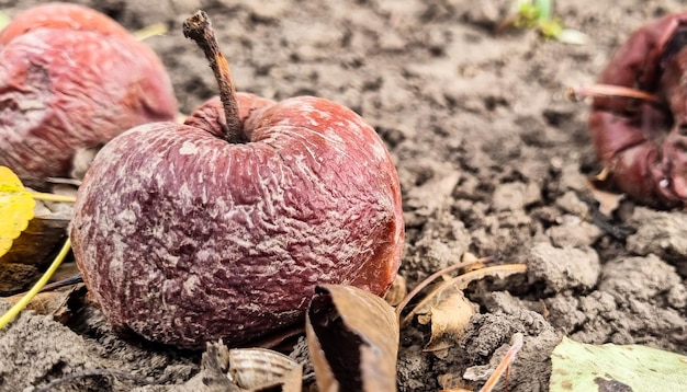 Rotten apples on the ground. spoiled apple crop. fruits
infected with apple monilia fructigena.