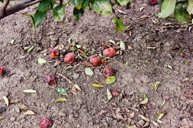 Rotten apples on the ground Spoiled apple crop Fruits infected with apple monilia fructigena