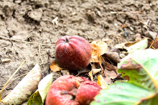 Rotten apples on the ground Spoiled apple crop Fruits infected with apple monilia fructigena