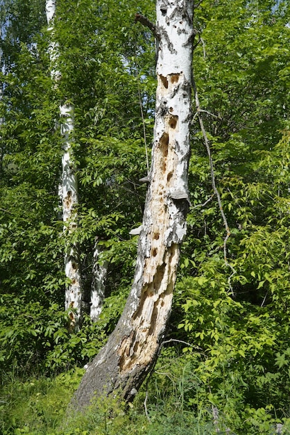 Гнилая березовая древесина с дырами и щелями рядом