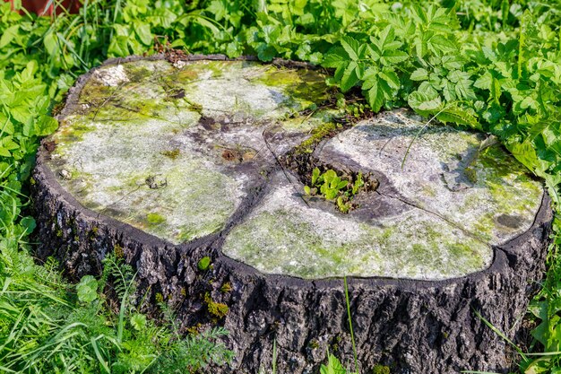 A rotten cut of a tree covered with fungus and mold in a clearing