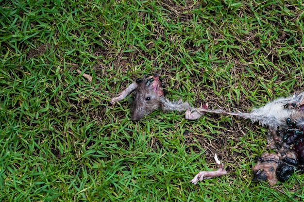 腐った死んだネズミが草の背景にハエに食べられていたハエの繁殖と繁殖、猫によって死んでいる死んだネズミ、ネズミの虫が食べる