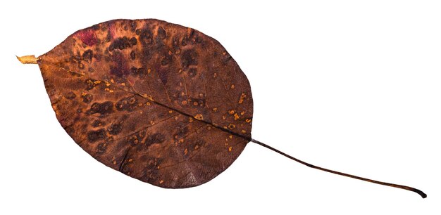 Rotten dried leaf of pear tree isolated