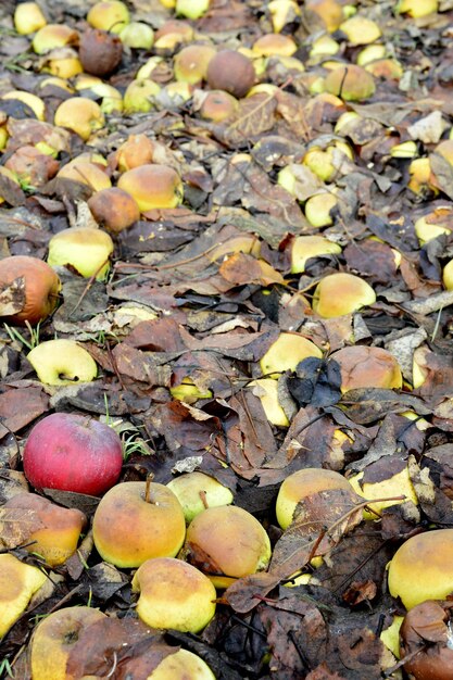 果樹園に落ちた腐ったリンゴの画像