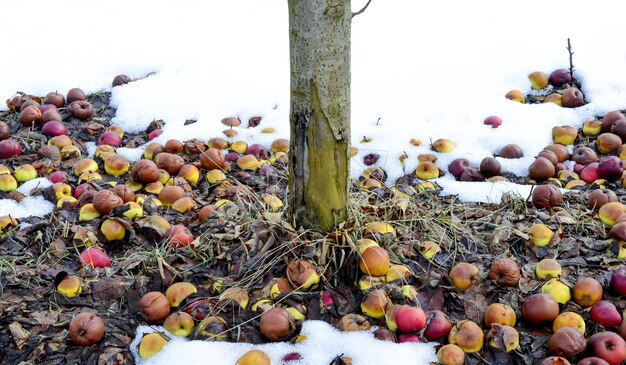 rotten fallen apples in an orchard in winter image