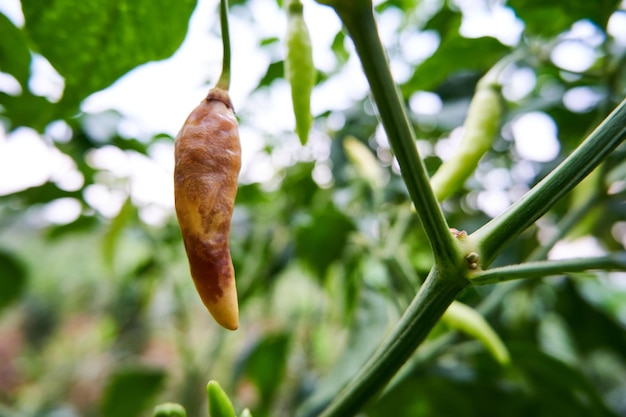 Rotten green chilies in the garden green chilies fail to grow