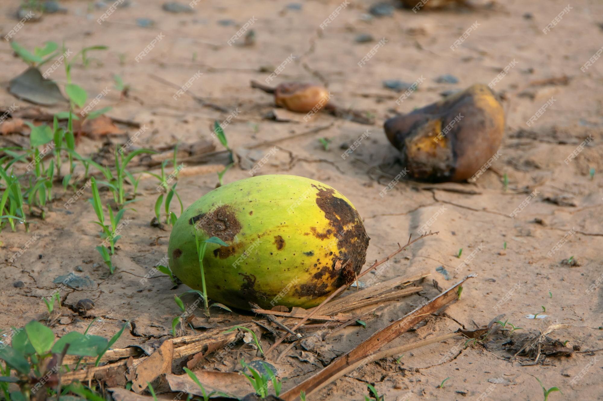 Premium Photo  Rotten mango on the arid ground