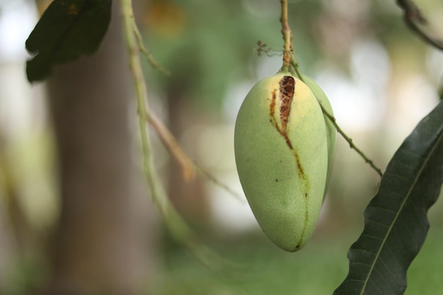 Rotten mango on mango tree. Mango damage by friut fly