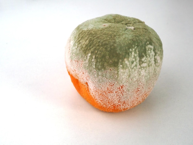 Photo rotten moldy tangerine in white background