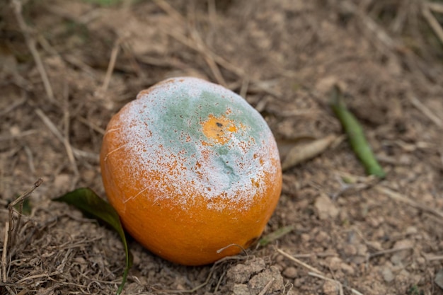 Photo a rotten orange on the ground was covered with mold